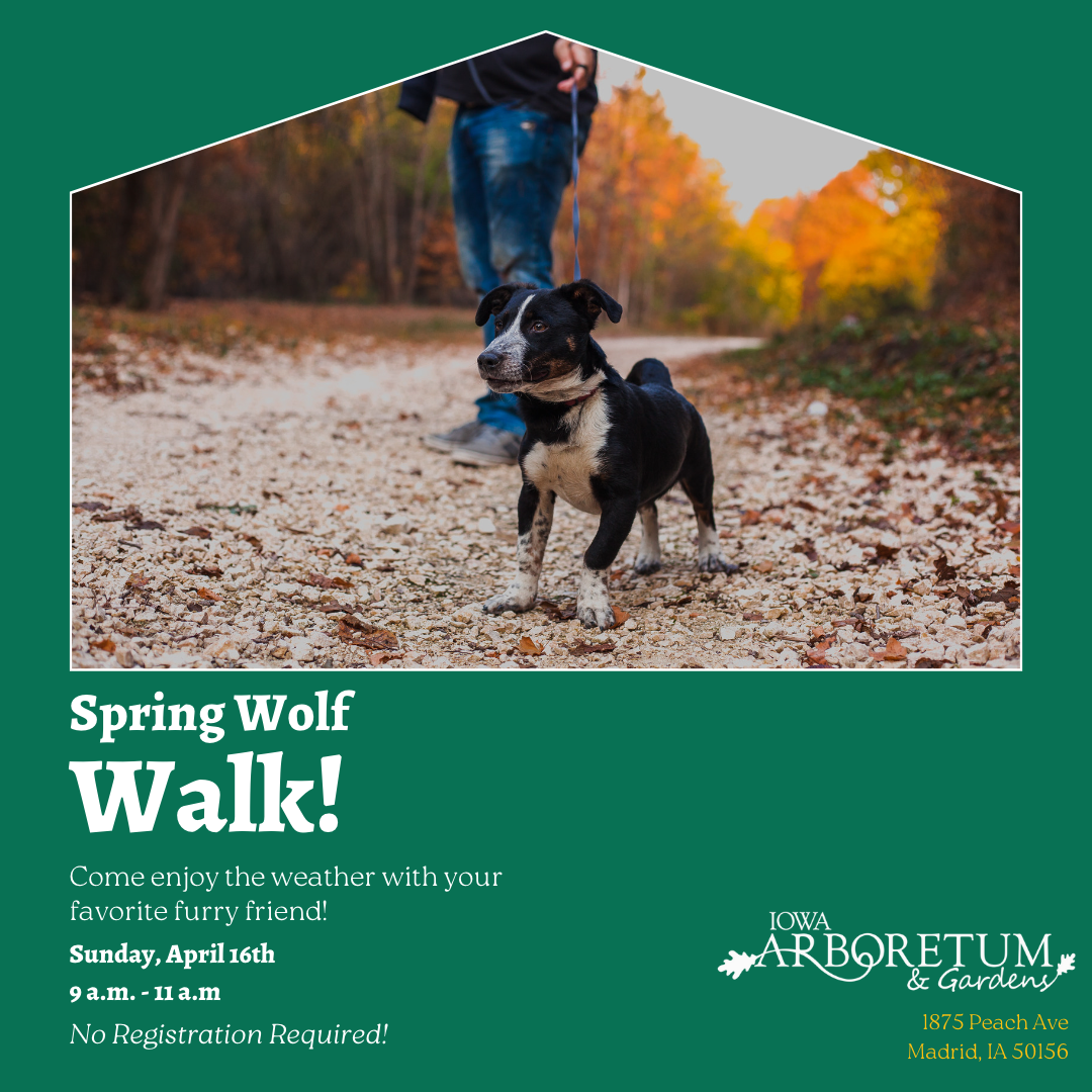 spring-wolf-walk