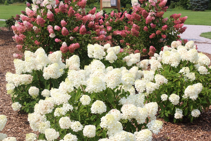 Trial Garden rose - Oscar Peterson